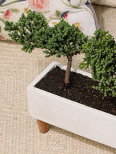 bonsai-de-pino-planta-de-la-eternidad-regalos-de-condolencias-regalos-de-pesame-regalos-de-cumpleanos-regalos-para-hombres-habibi-plantitas.jpg